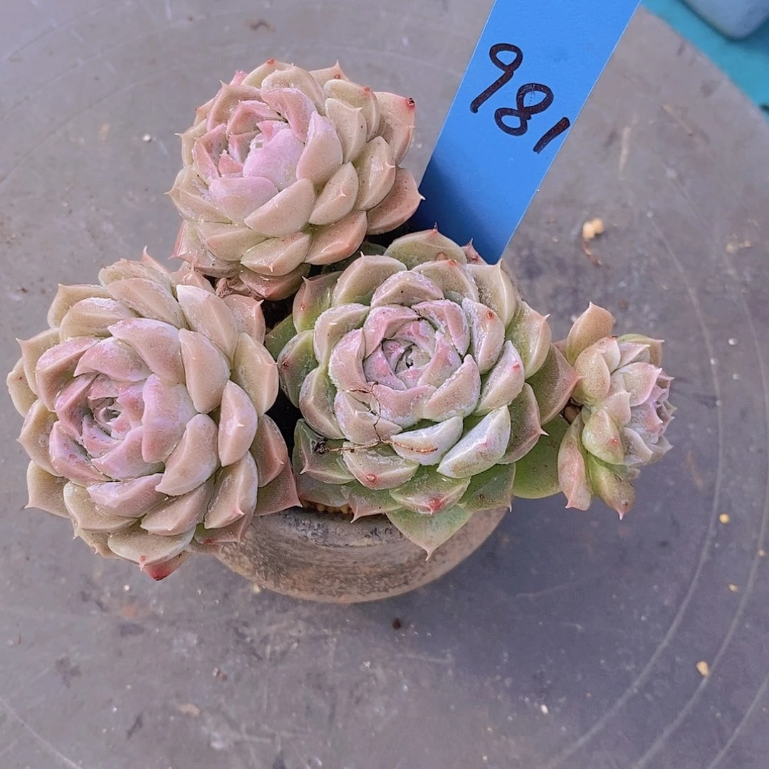 981多肉植物老桩