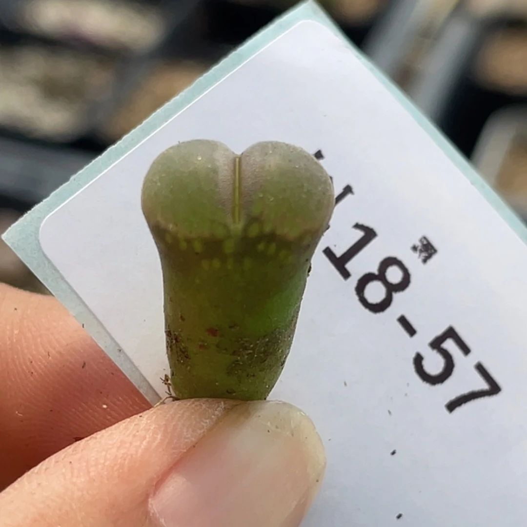 15-57风铃多肉植物