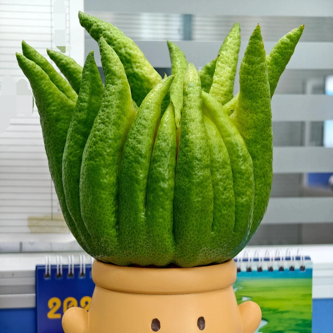 【一物一拍】.精品佛手柑C