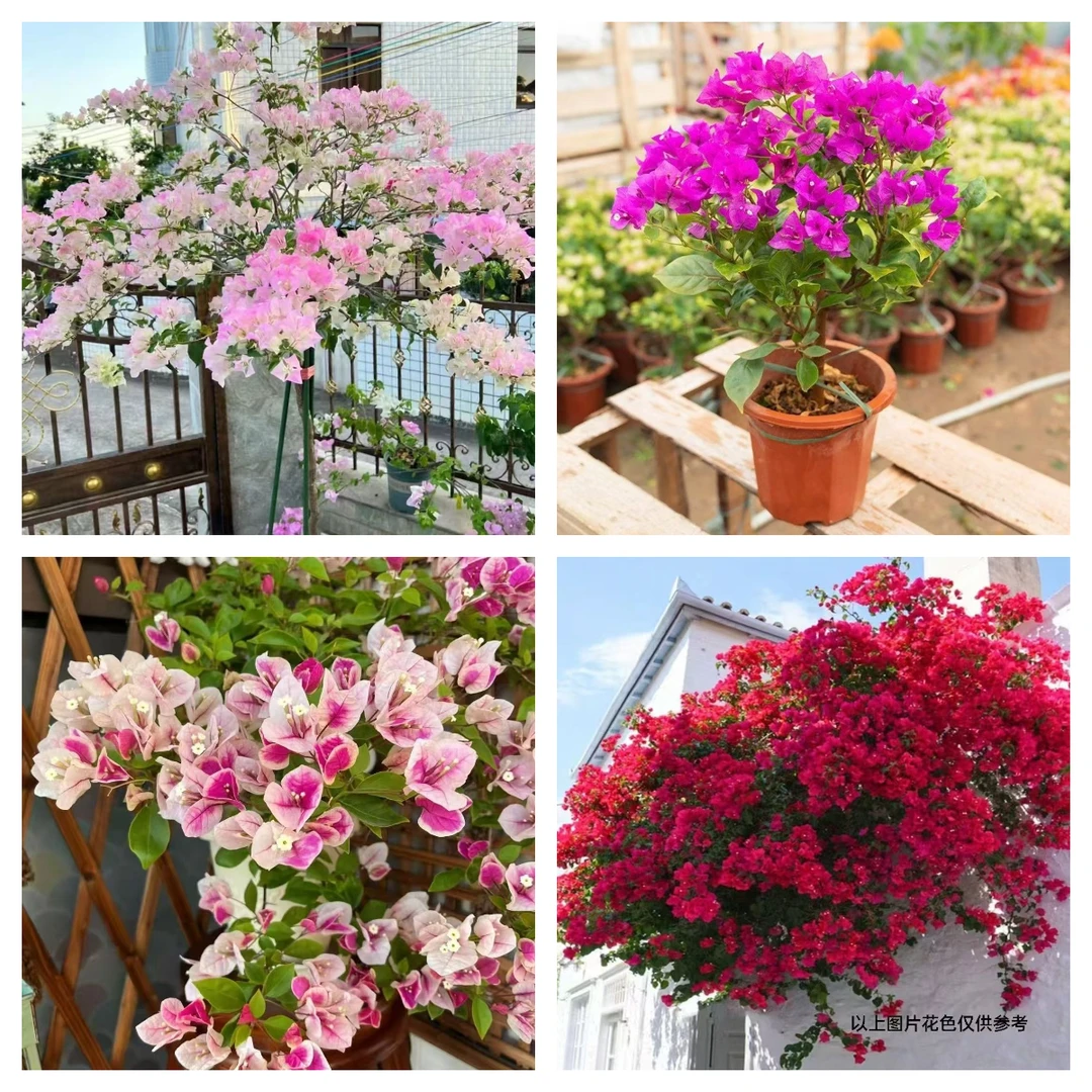 12【其他花系带花】三角梅养护四季勤花庭院阳台爬藤盆栽盆景好养