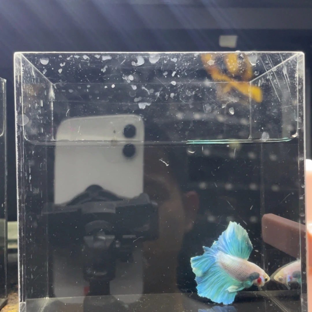 海水鱼哈哈哈哈试试465