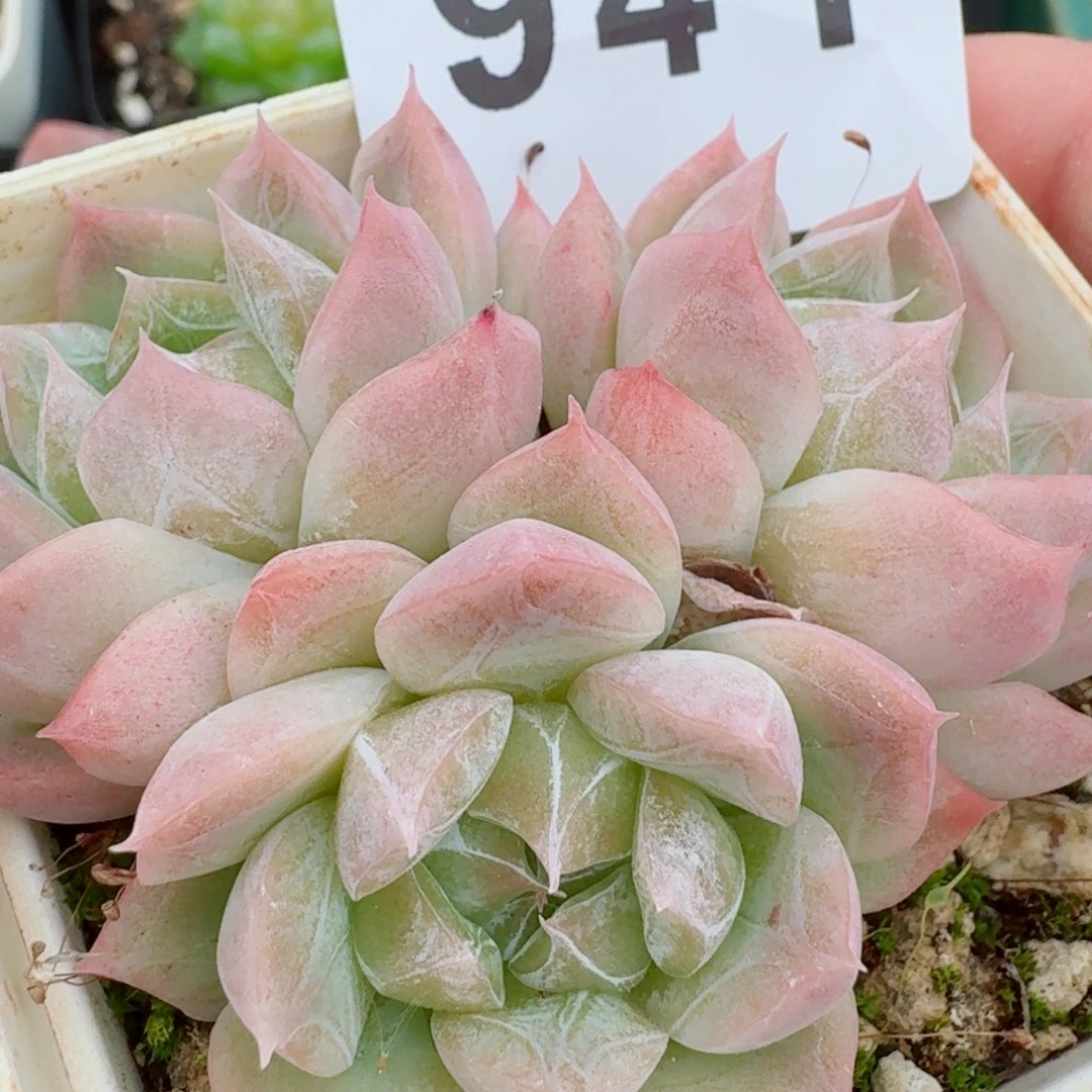 麦秆            精美多肉植物