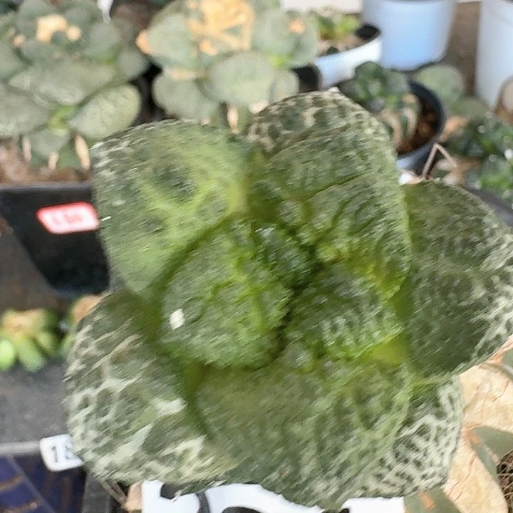 【闪购商品】无花朵用****3哥斯拉201