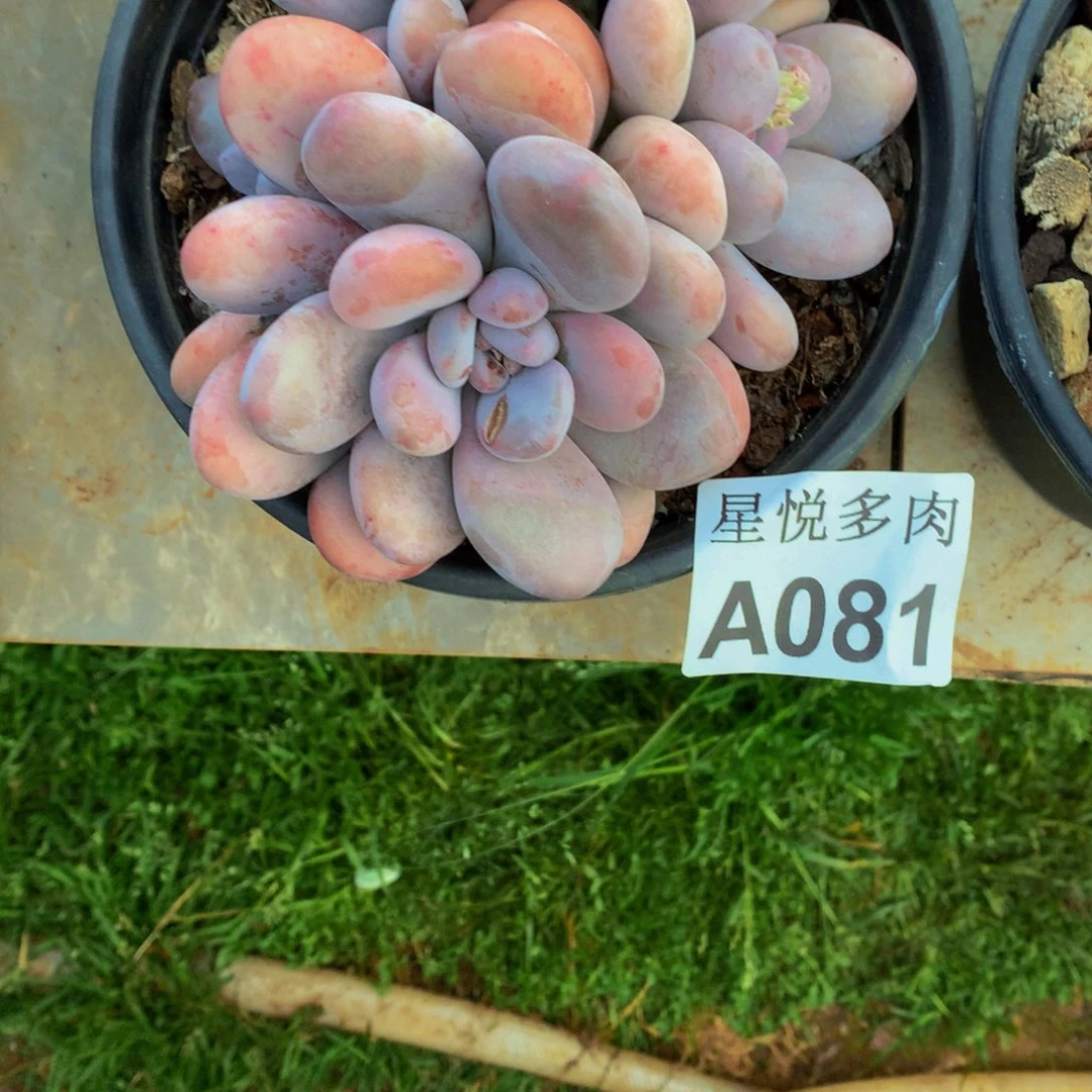 清*星悦多肉    A081