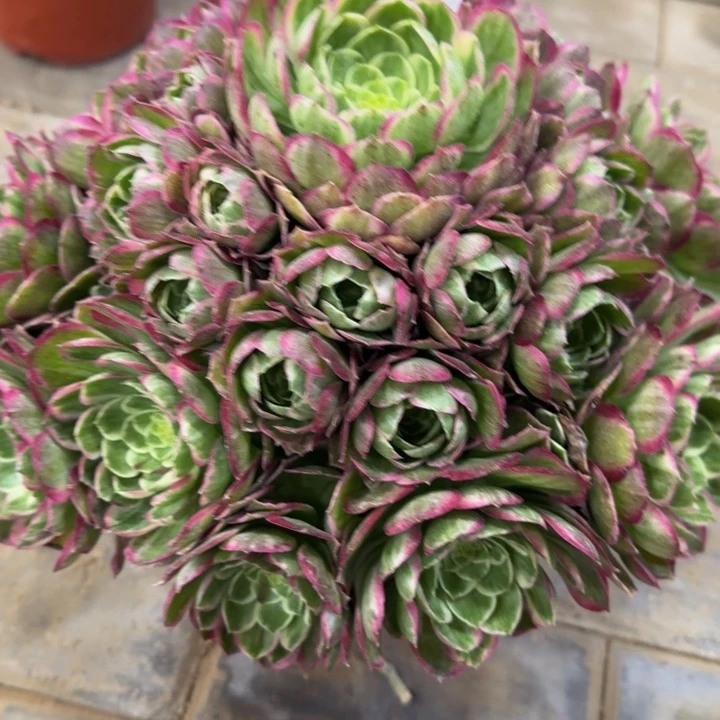 蓝****7水晶莲花228肉肉