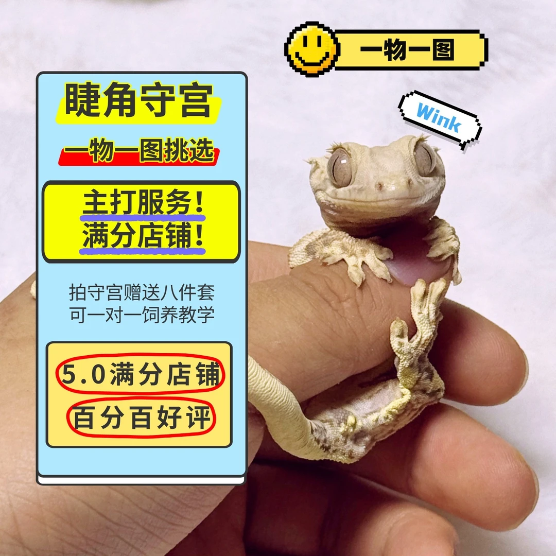 【一物一图】睫角守宫稳定开食个体活活小苗大苗亚成体