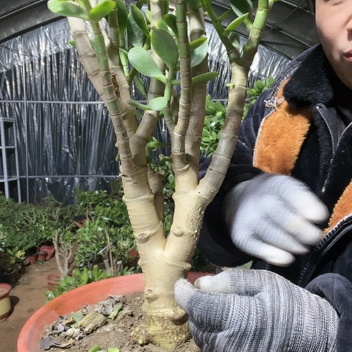 玉树玉树玉树玉树