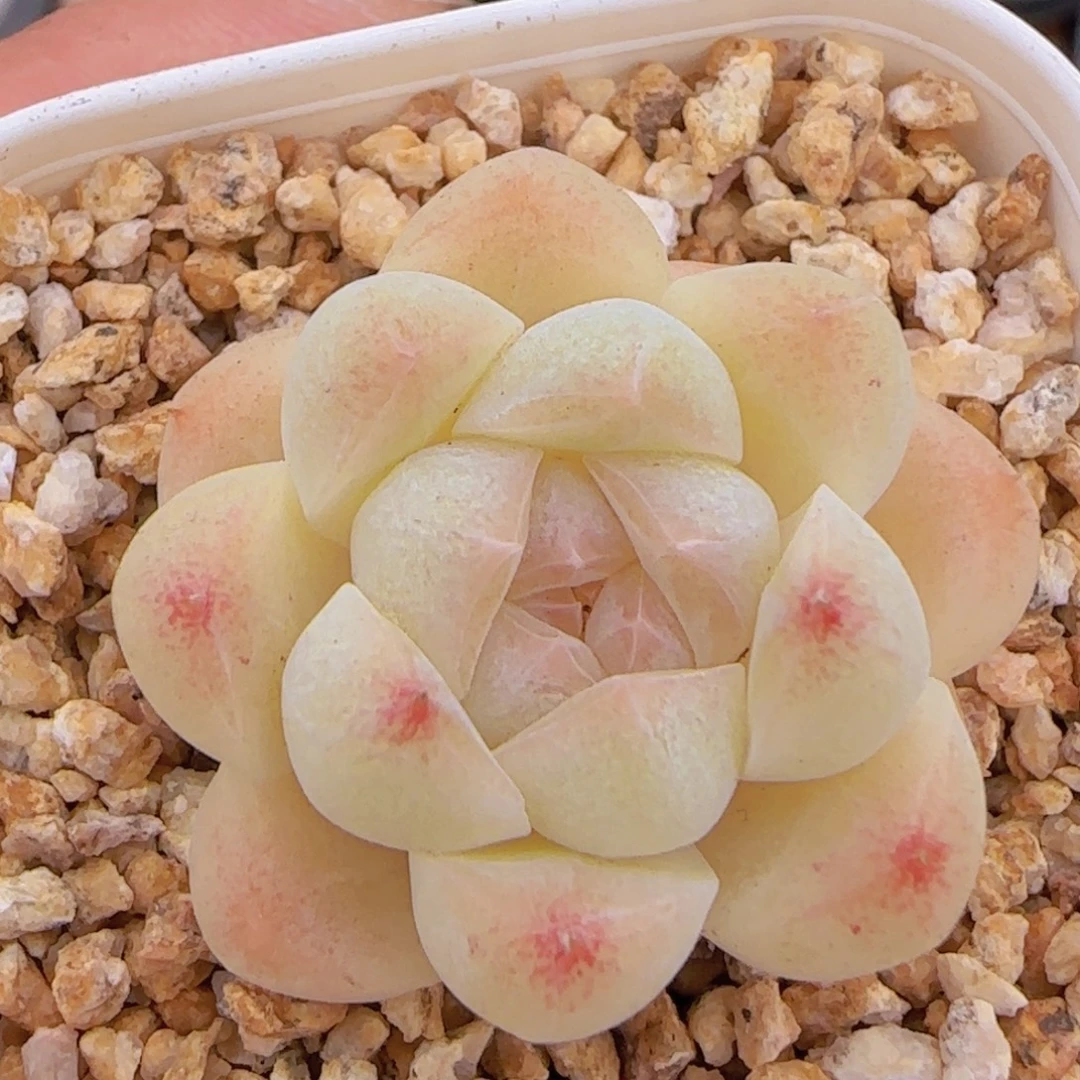 白桃汽水一物一拍