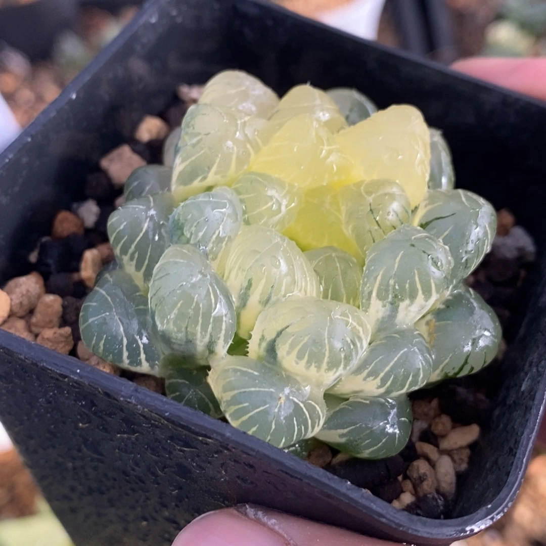 一颗糊斑湖水玉露锦。