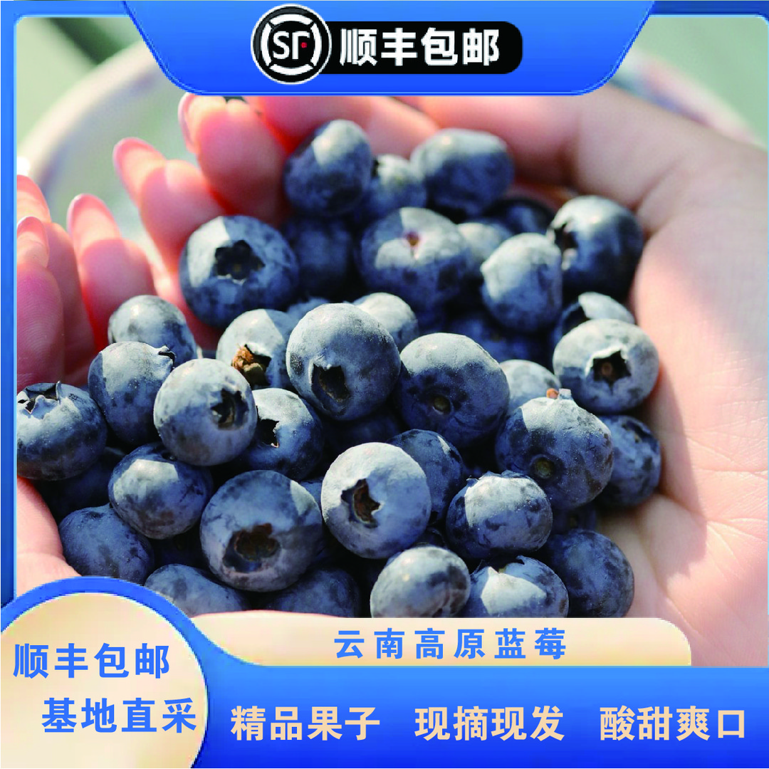 云南高山蓝莓 酸甜口感 F6 新鲜水果产地直发 顺丰包邮