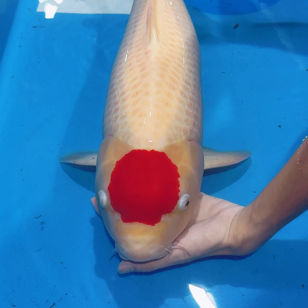 海水鱼佛山兴隆锦鲤