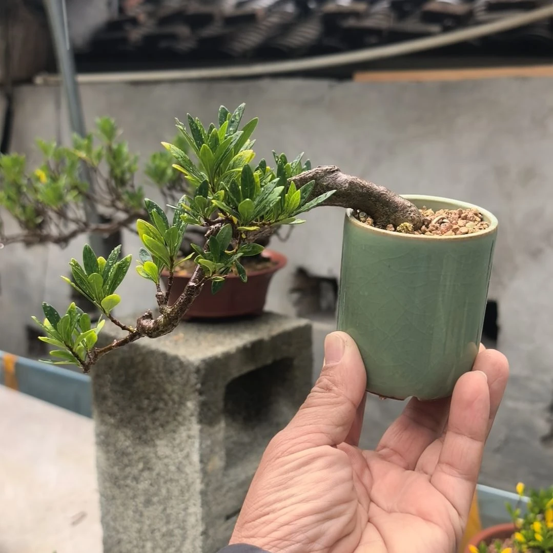 栀子花盆栽熟桩带盆