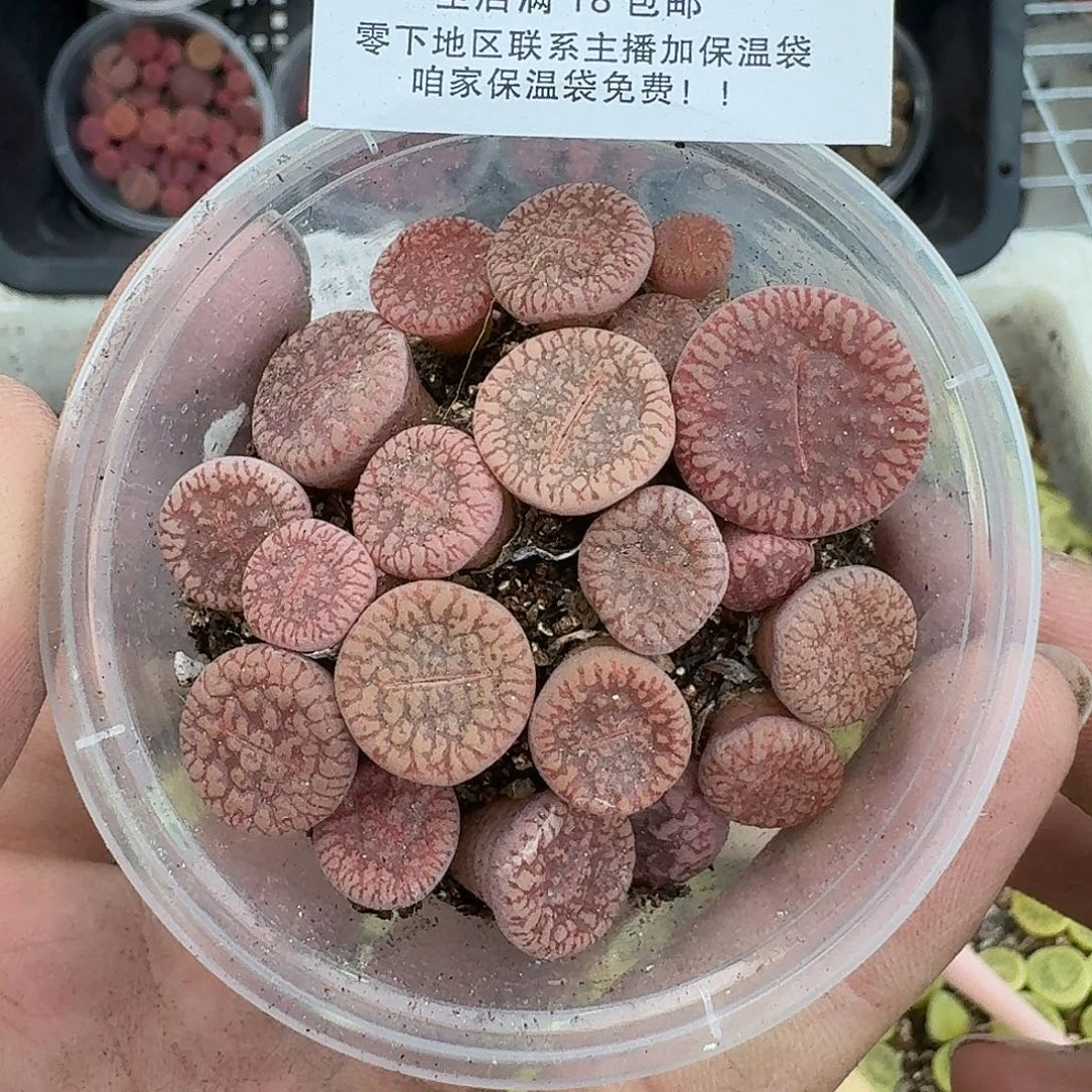 1950 哈哈哈哈哈哈哈哈哈哈