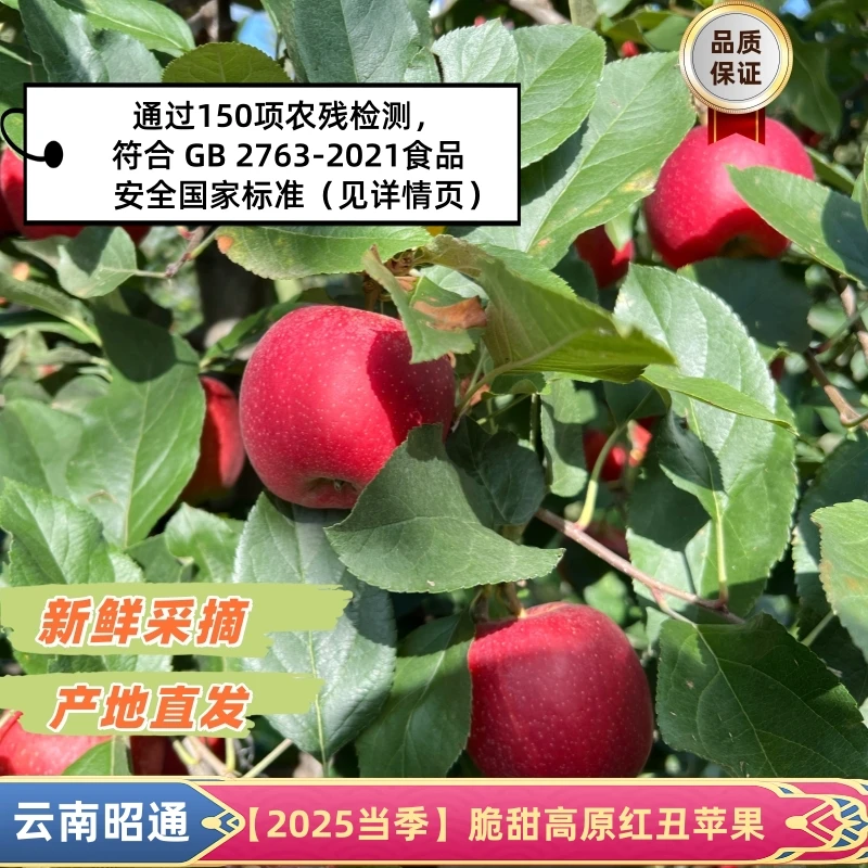 云南昭通高原红嘎啦【脆甜多汁】丑新西兰进口品种米奇嘎啦苹果