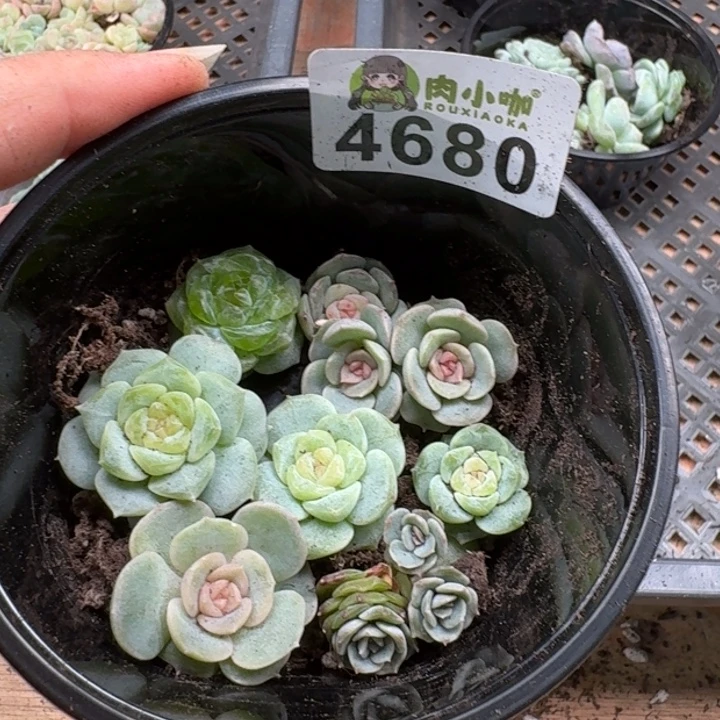 完全开放多肉植物多肉植物