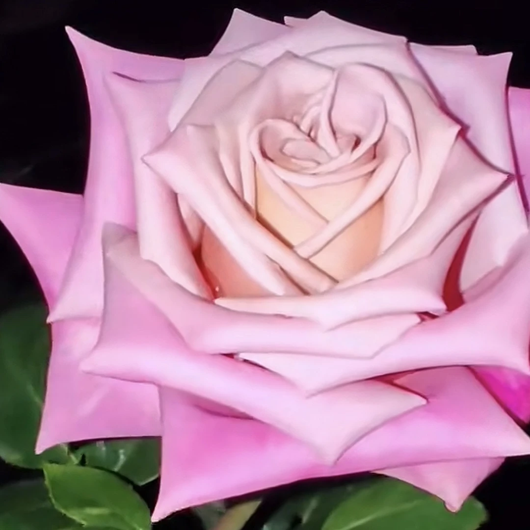 新品切花玫瑰 巴巴鲁 阳台庭院盆栽四季大花