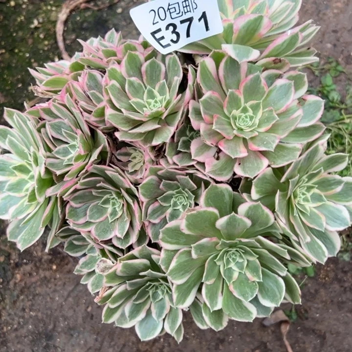 多肉植物371种植物
