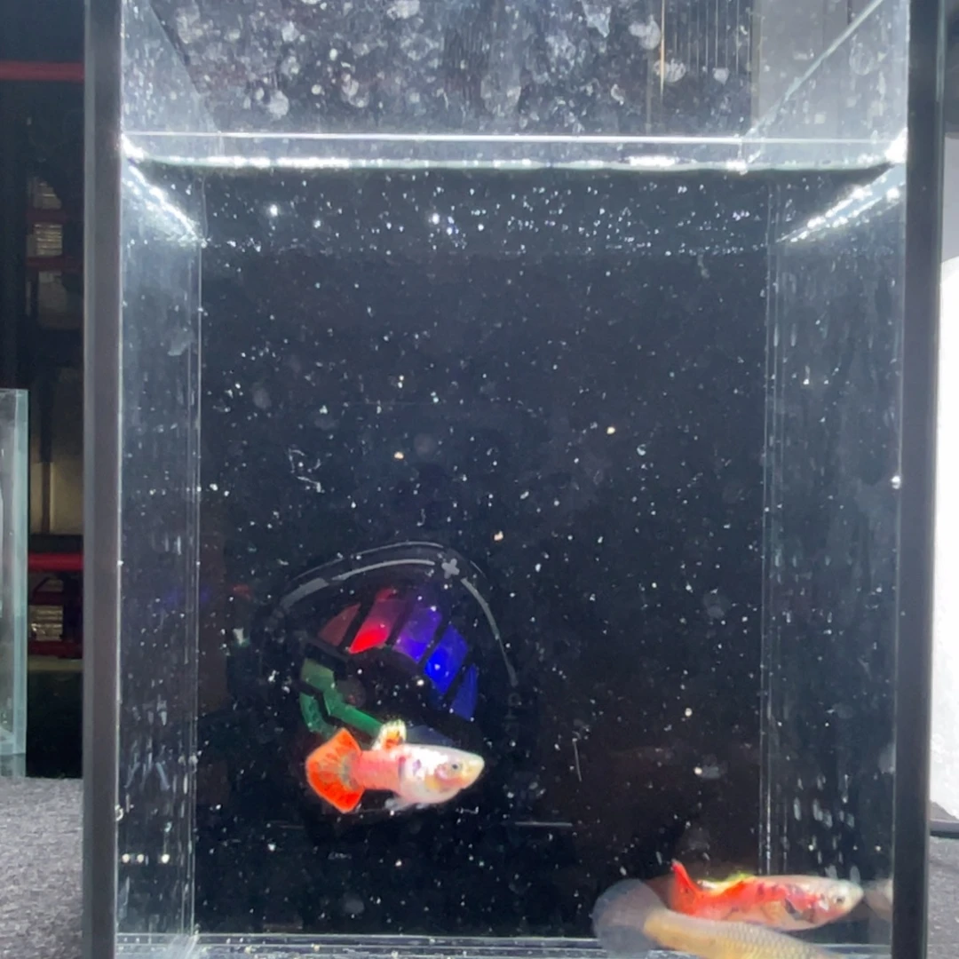 孔雀鱼马晶塔红虎斑两对
