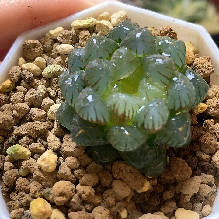 变异潘灯玉露锦faipooutu