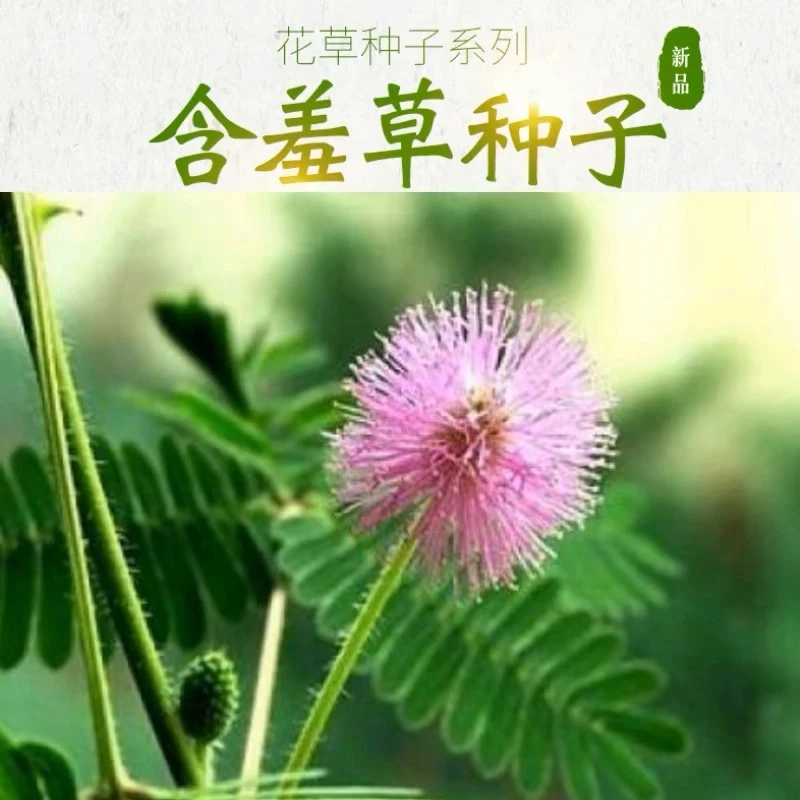 害羞草种子含羞草盆栽植物阳台绿植花卉种子薄荷种籽四季易种包邮