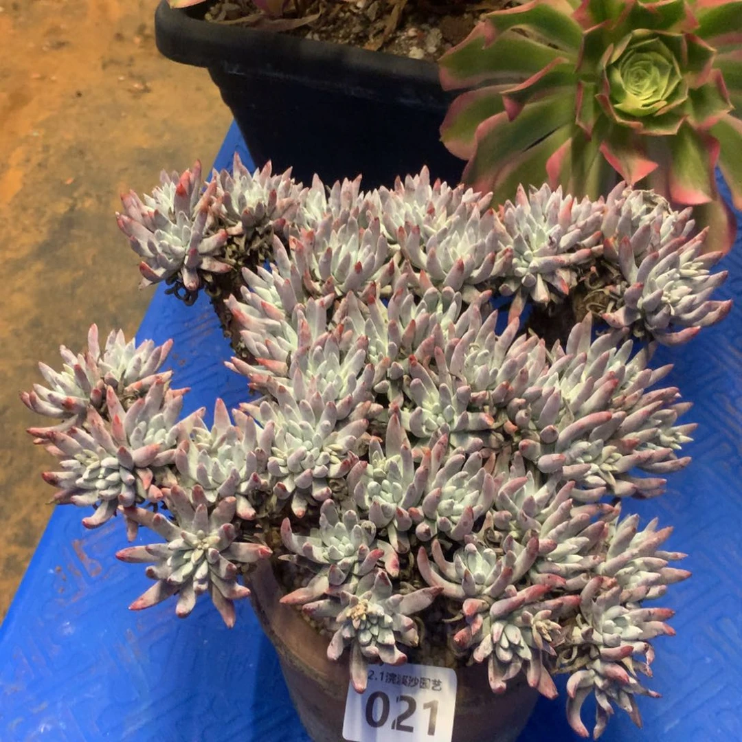 回***香白露，2月8日发货多肉