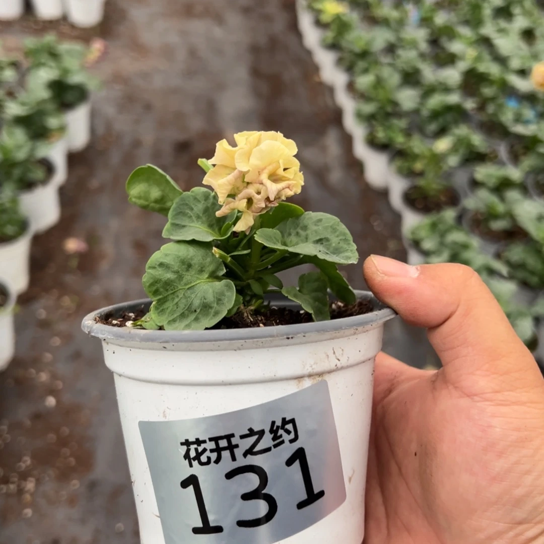 少量花朵（建议范围：2朵-5朵 或40%以下）131号586苗小