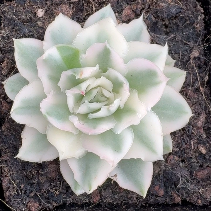 紫蝴蝶锦一物一拍
