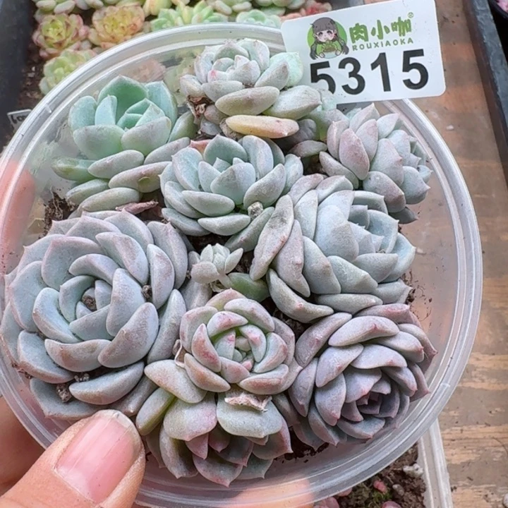 多肉植物多肉植物