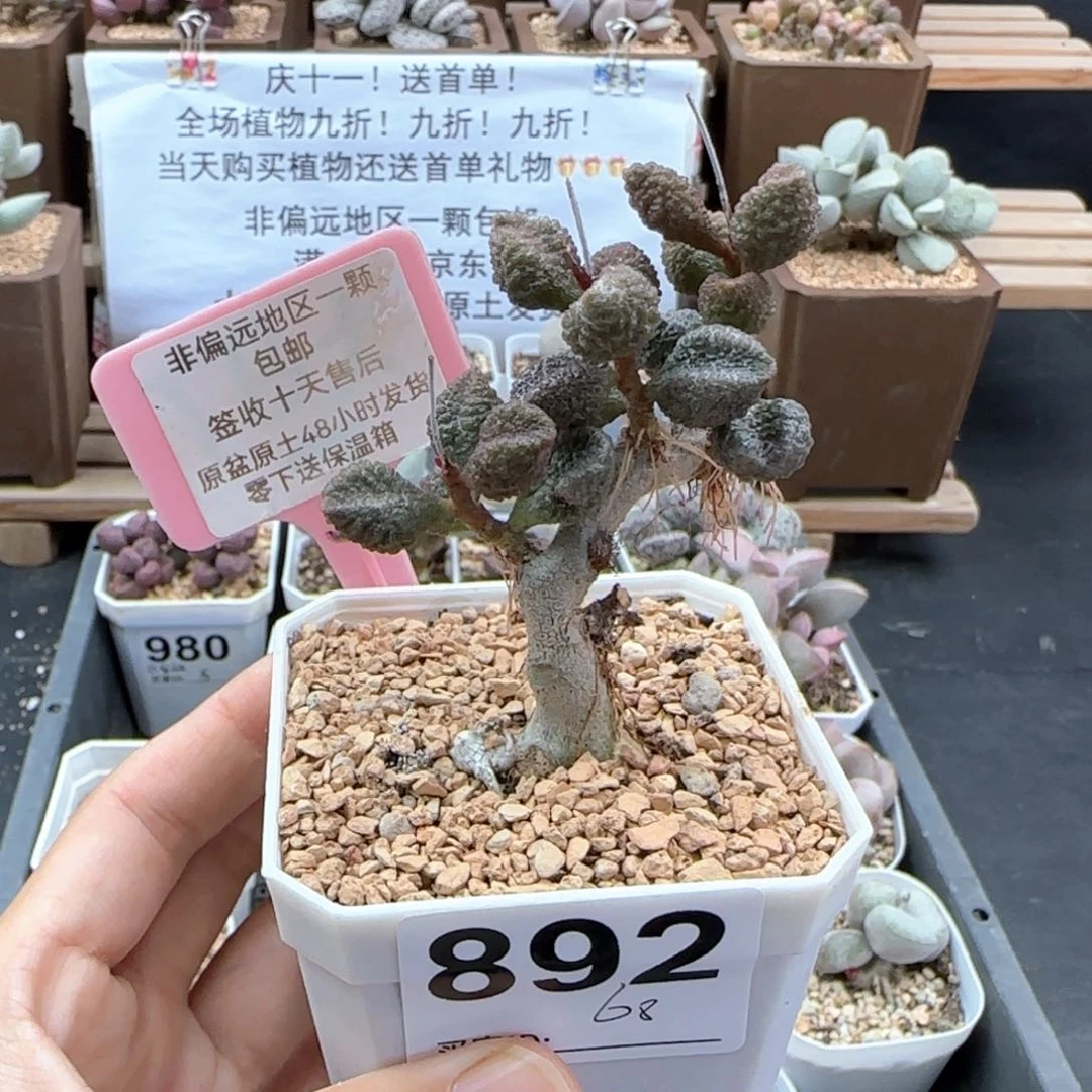 892小叶朱唇石多肉