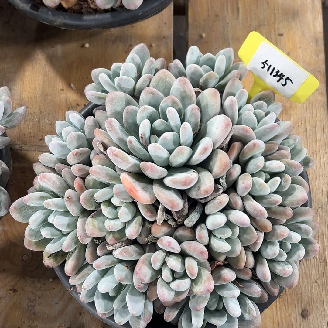 511345。             特价无售后