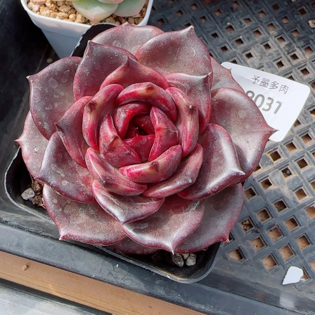 黑玫瑰，8031多肉植物