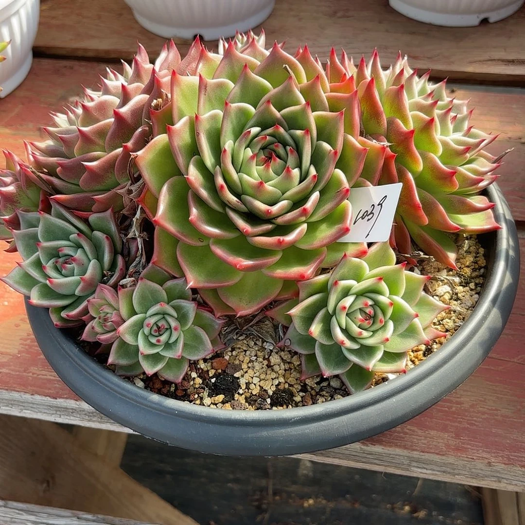 若如东云单拍1039