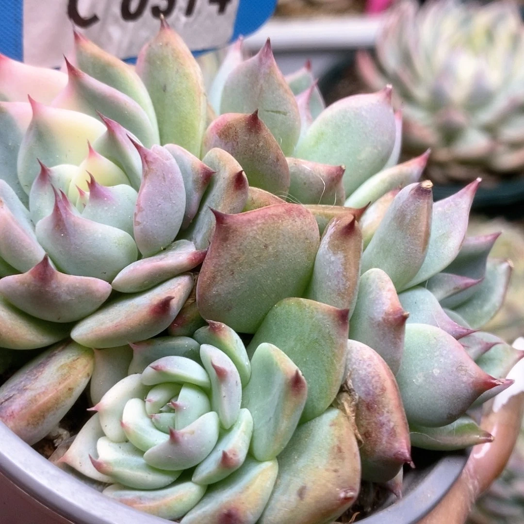 314锦锦锦锦锦锦锦