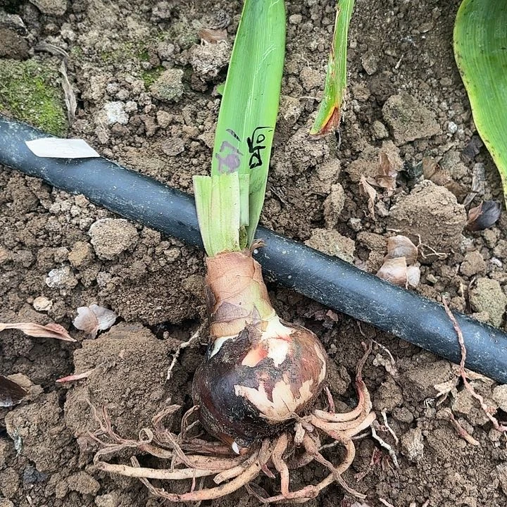 用****1响尾蛇6左右无叶根略干5671