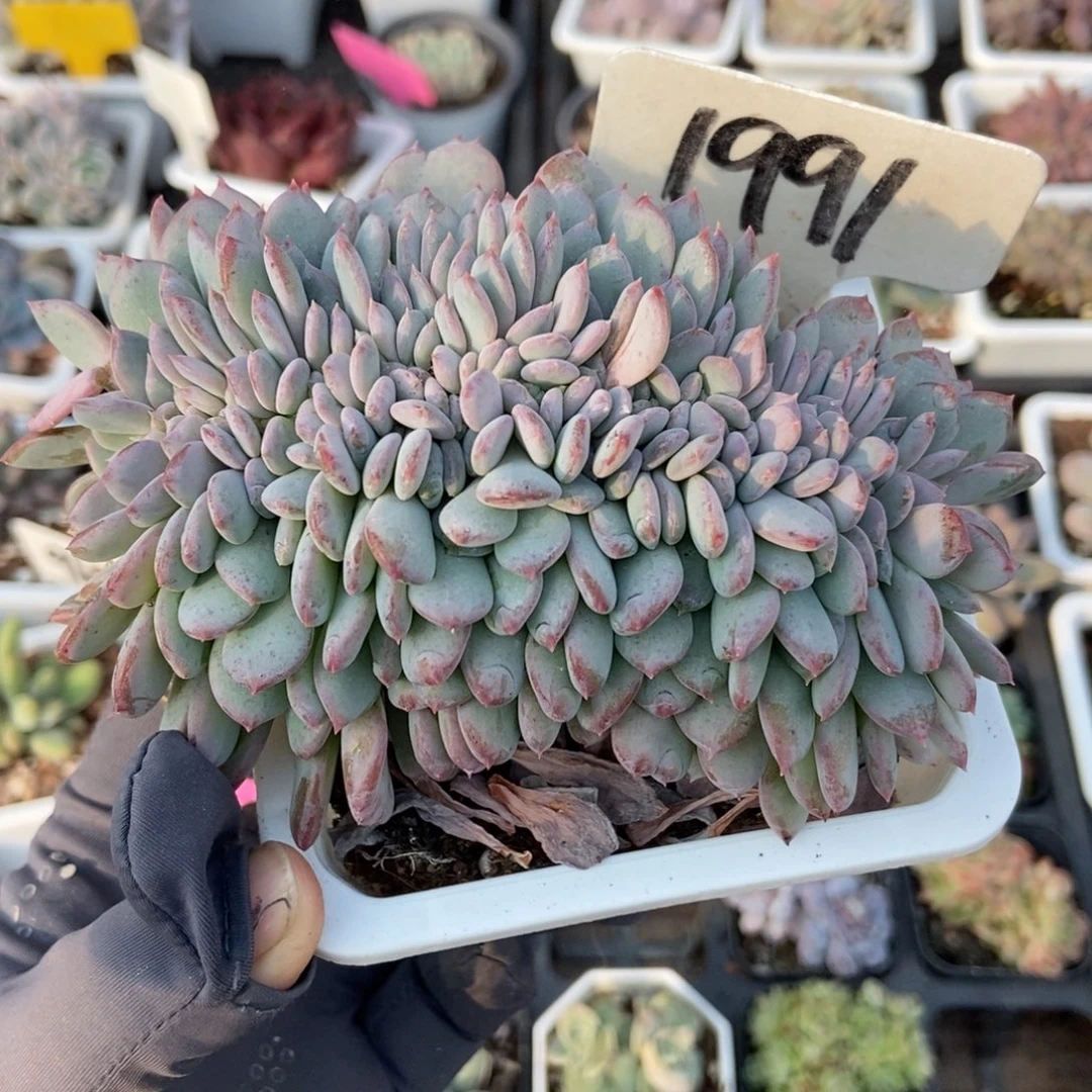 1991粉珍妮缀多肉植物