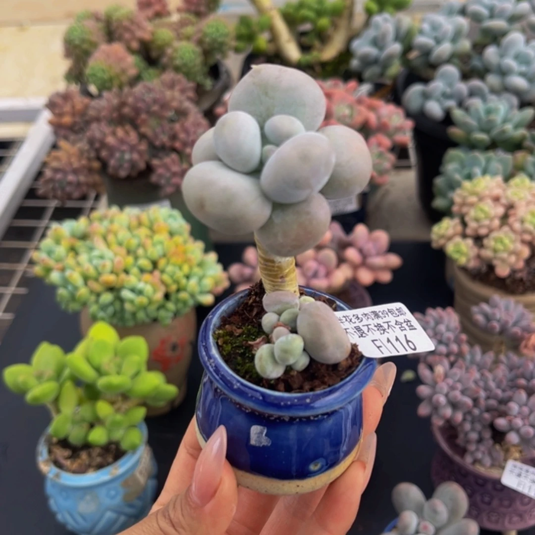 116-芭比奶多肉3cm
