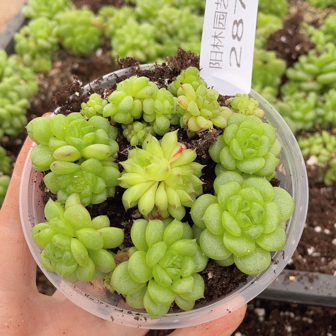 多肉植物多肉植物287