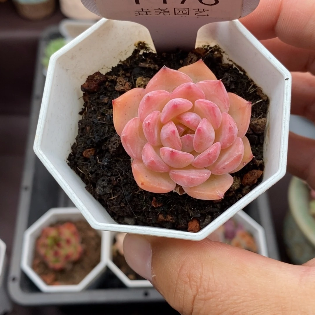 0176 颂歌单头 3.5cm