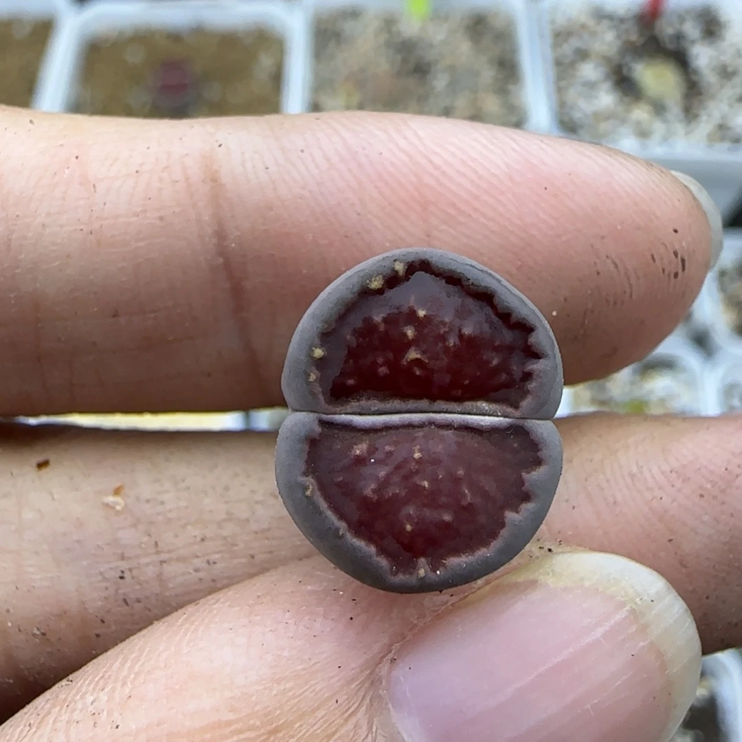 100紫菊清框福利30包邮