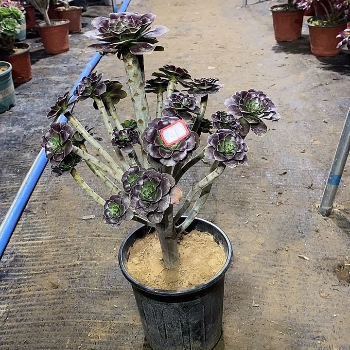 31，黑圆叶13567889999