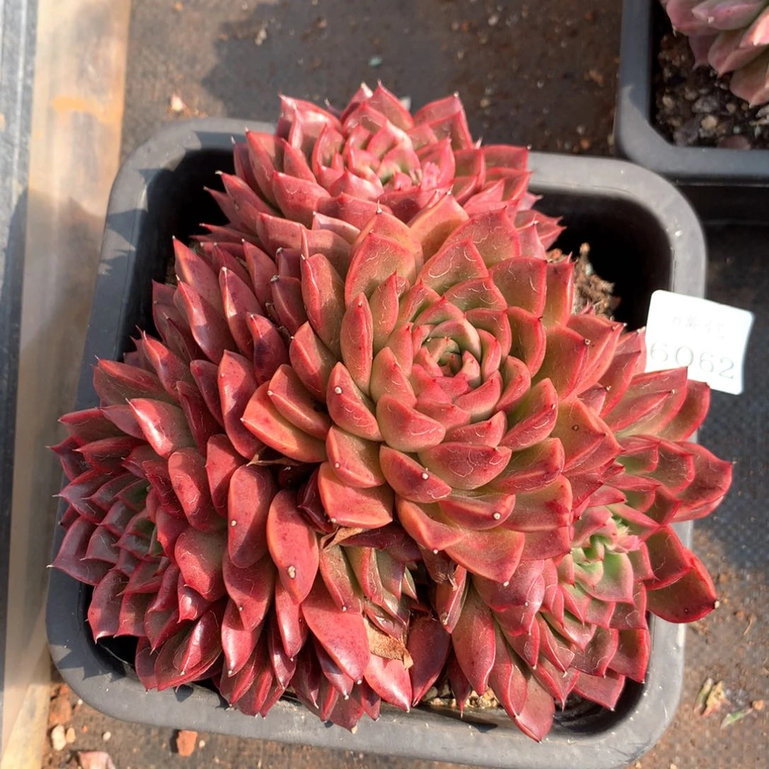 6062杂交多肉植物基地