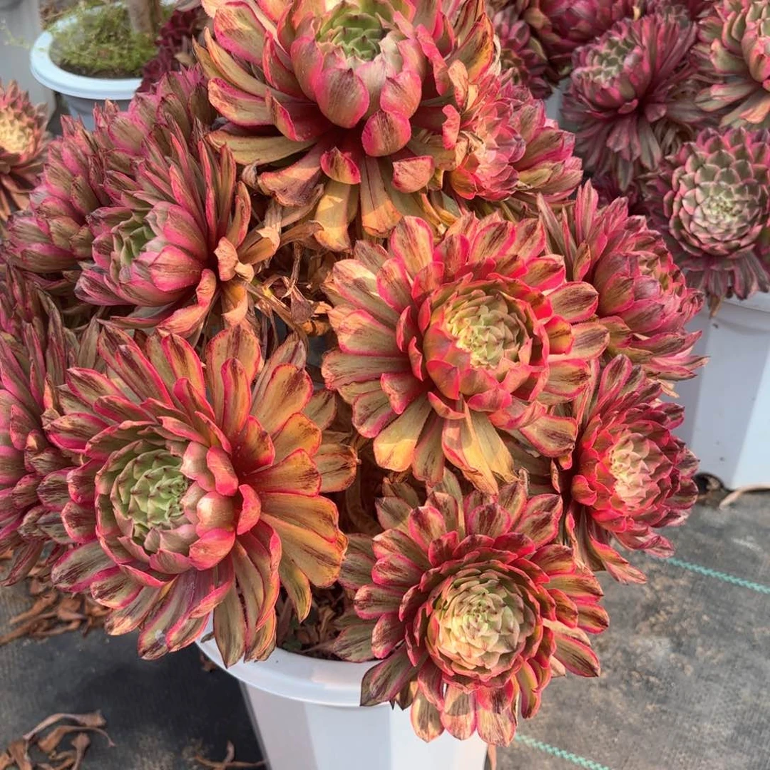 无花朵12奥代理多肉植物