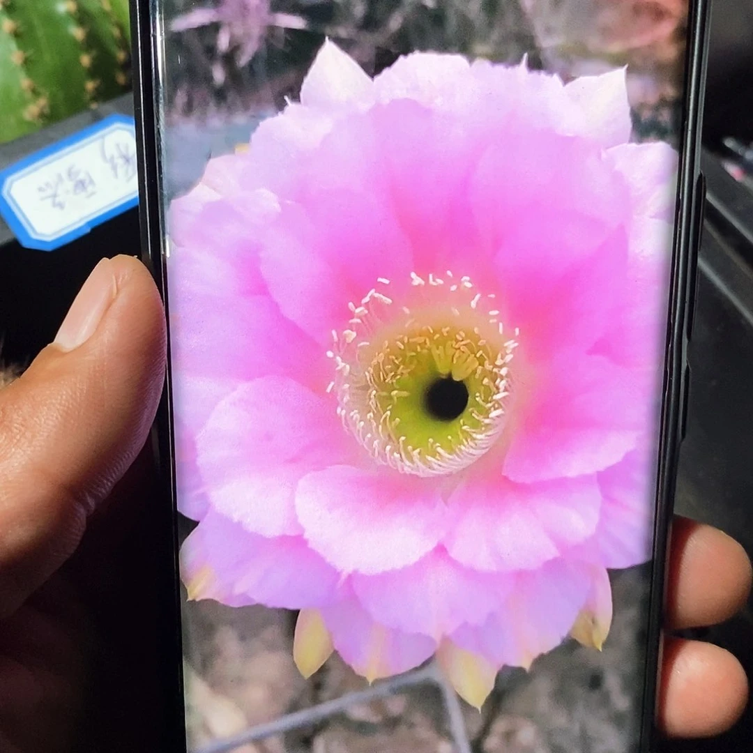 彩雪洛/侧芽歪20包邮/5公分