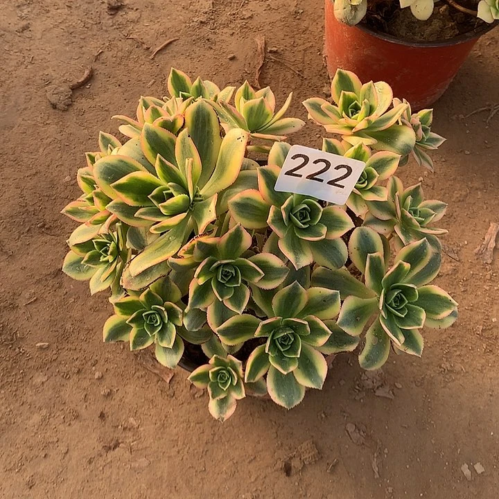 无花朵222星爆南