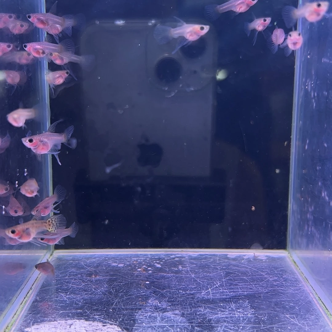 孔雀鱼小黄蜂c苗20条