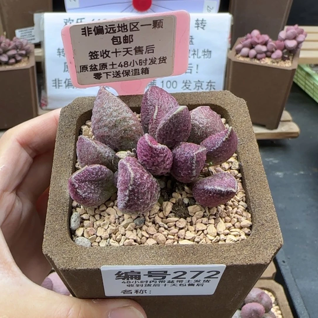 272哈莫猪肝多肉