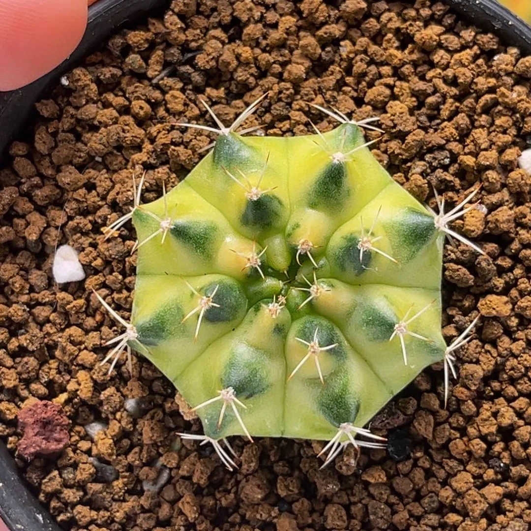 蜜月 米哈仙人球