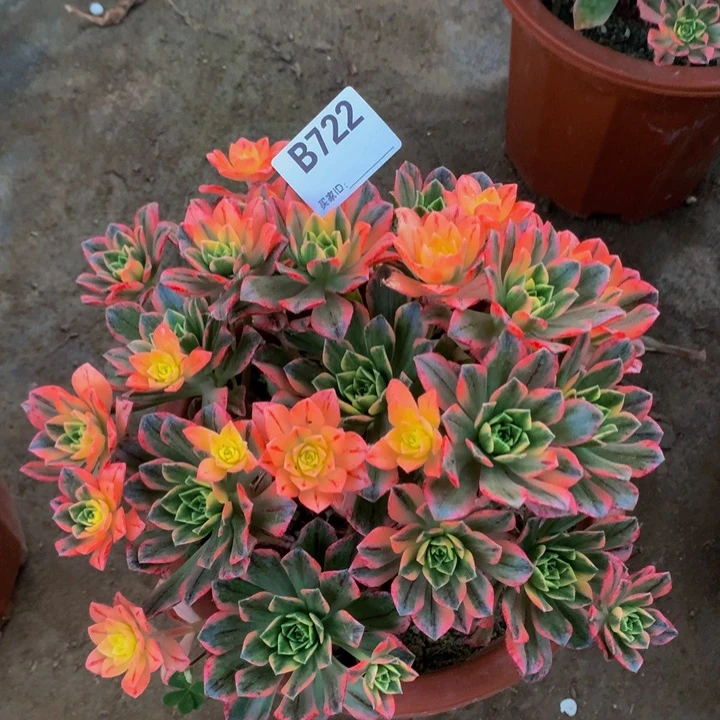 全部花朵722甜茶