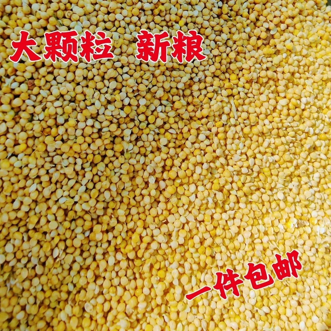 大颗粒精品黄谷子虎皮鹦鹉鸟食玄凤文鸟带壳小米谷子牡丹黄鸟黍子
