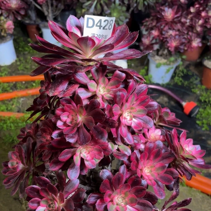 瑞妈多肉植物428，有个断枝